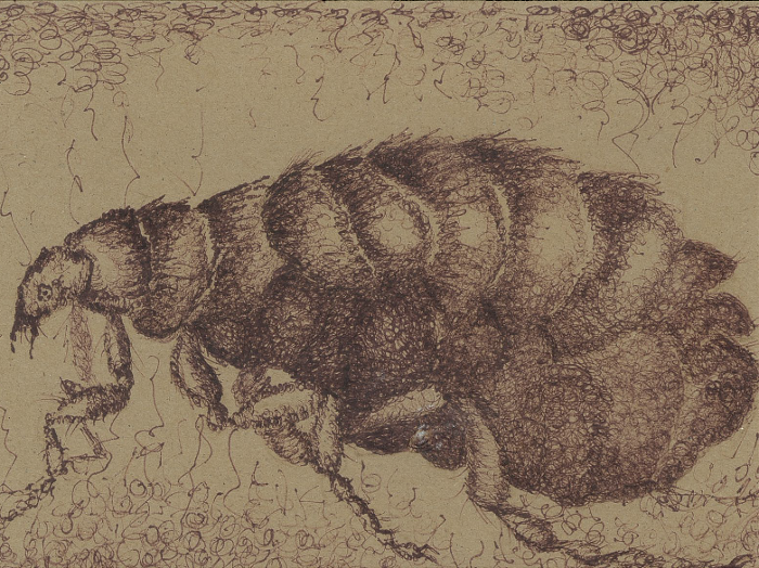 drawing insect