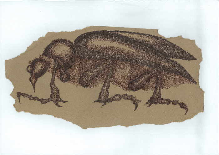 drawing insect